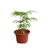 EverFresh Tree (38cm)