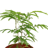 EverFresh Tree (38cm)