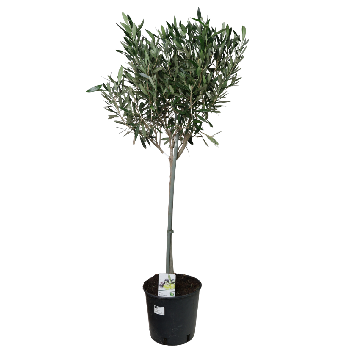 Olive Tree 20cm Pot