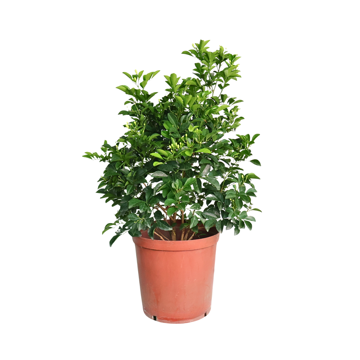 Murraya Paniculata Bush (Orange Jasmine) | JM Flower