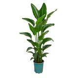 Bird of Paradise Plant