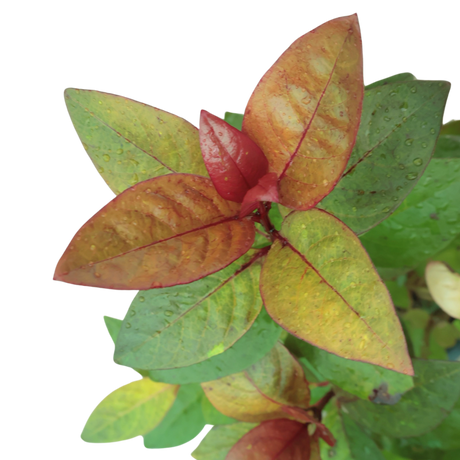 Pseuderanthemum (Purple False Eranthemum)