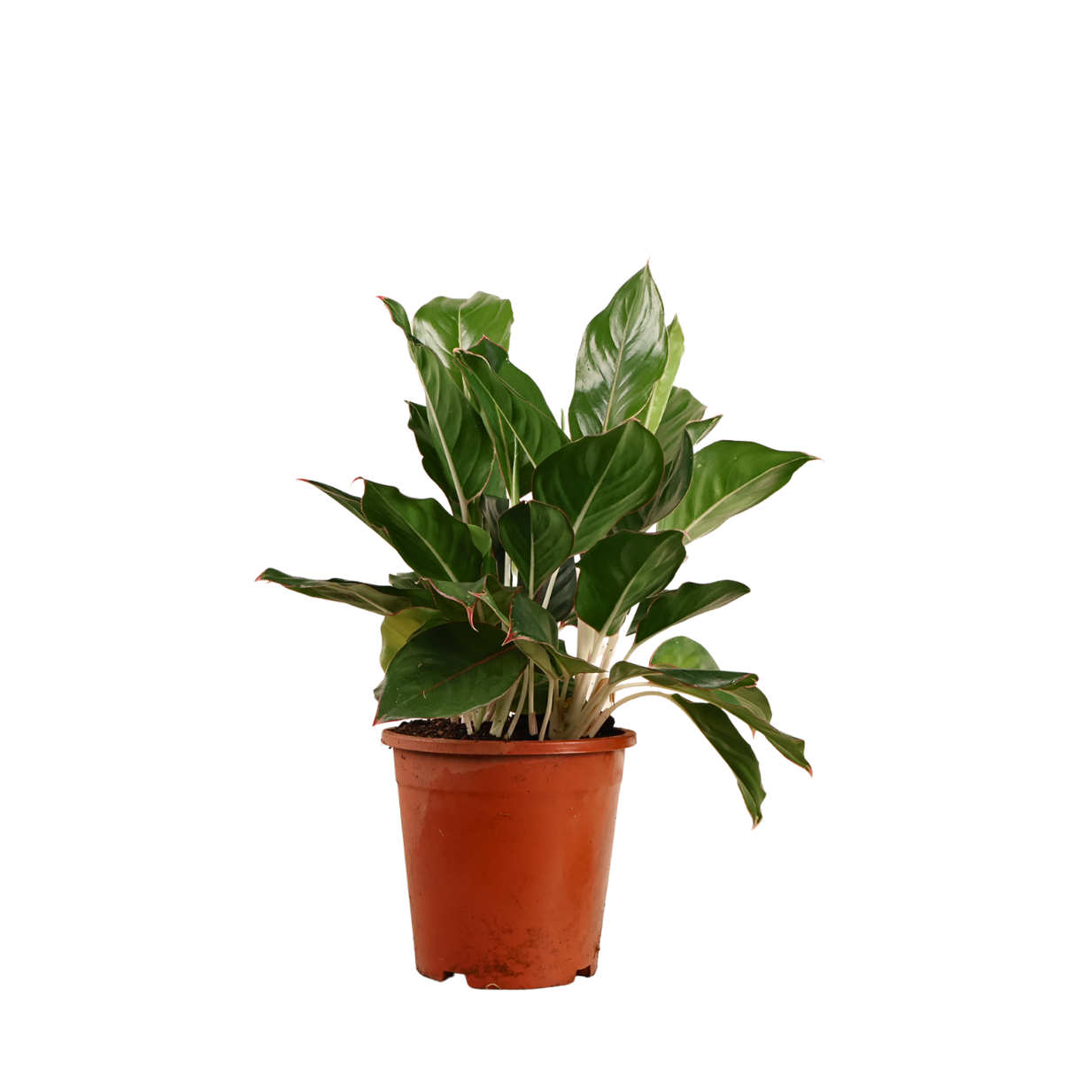 Aglaonema (Chinese Evergreen)