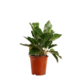 Aglaonema (Chinese Evergreen)