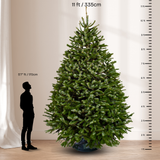 Nordmann Fir Christmas Tree 11-12FT (USA No.1 Grade)