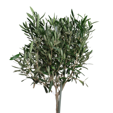 Olive Tree 20cm Pot