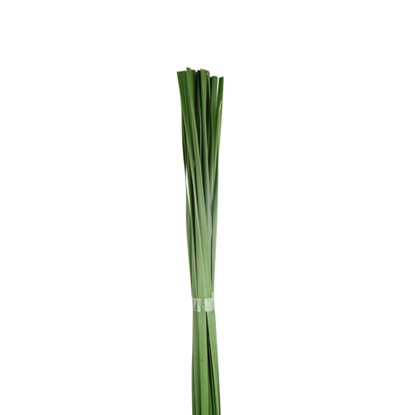 Typha Leaf (Taiwan)