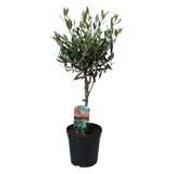 Olive Tree 15cm Pot