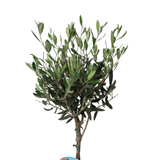 Olive Tree 15cm Pot