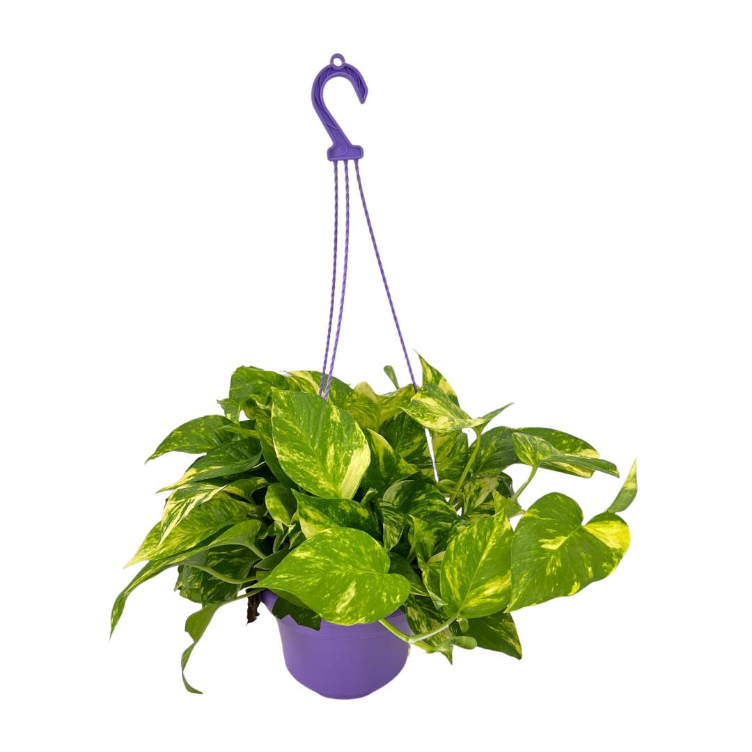 is golden pothos same as money plant Golden Pothos, Money Plant (Hanging Pot)