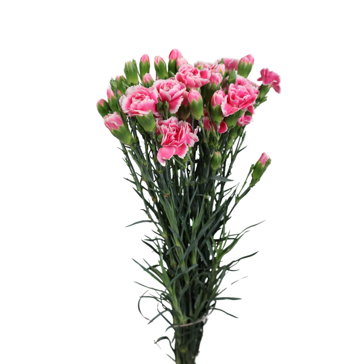 Carnation Spray (China)