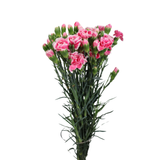 Carnation Spray (China)