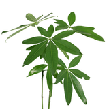 Pachira Aquatica (Money Tree 发财树)