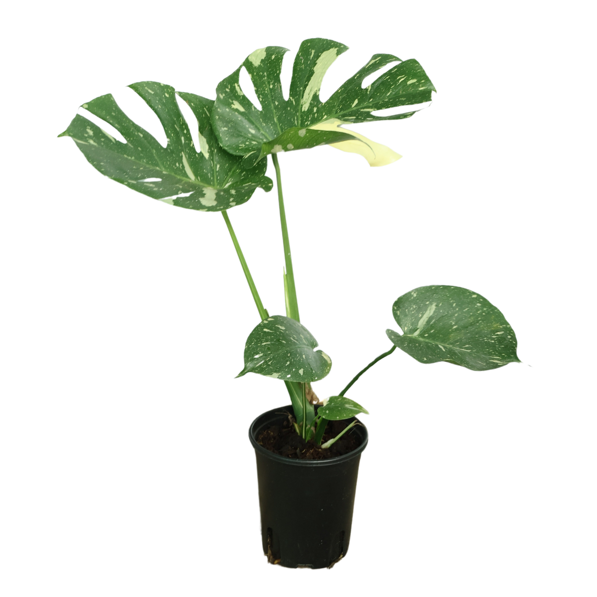 Thai Monstera 15 inch Pot