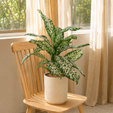 Dieffenbachia (Dumb Cane) in Ceramic Pot