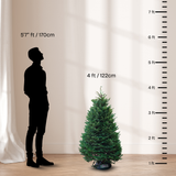 Noble Fir Christmas Tree 4-5FT (USA No.1 Grade)