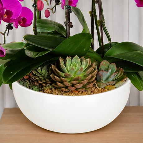Grace Splendor (6 Single Stalk) - Orchid Phalaenopsis