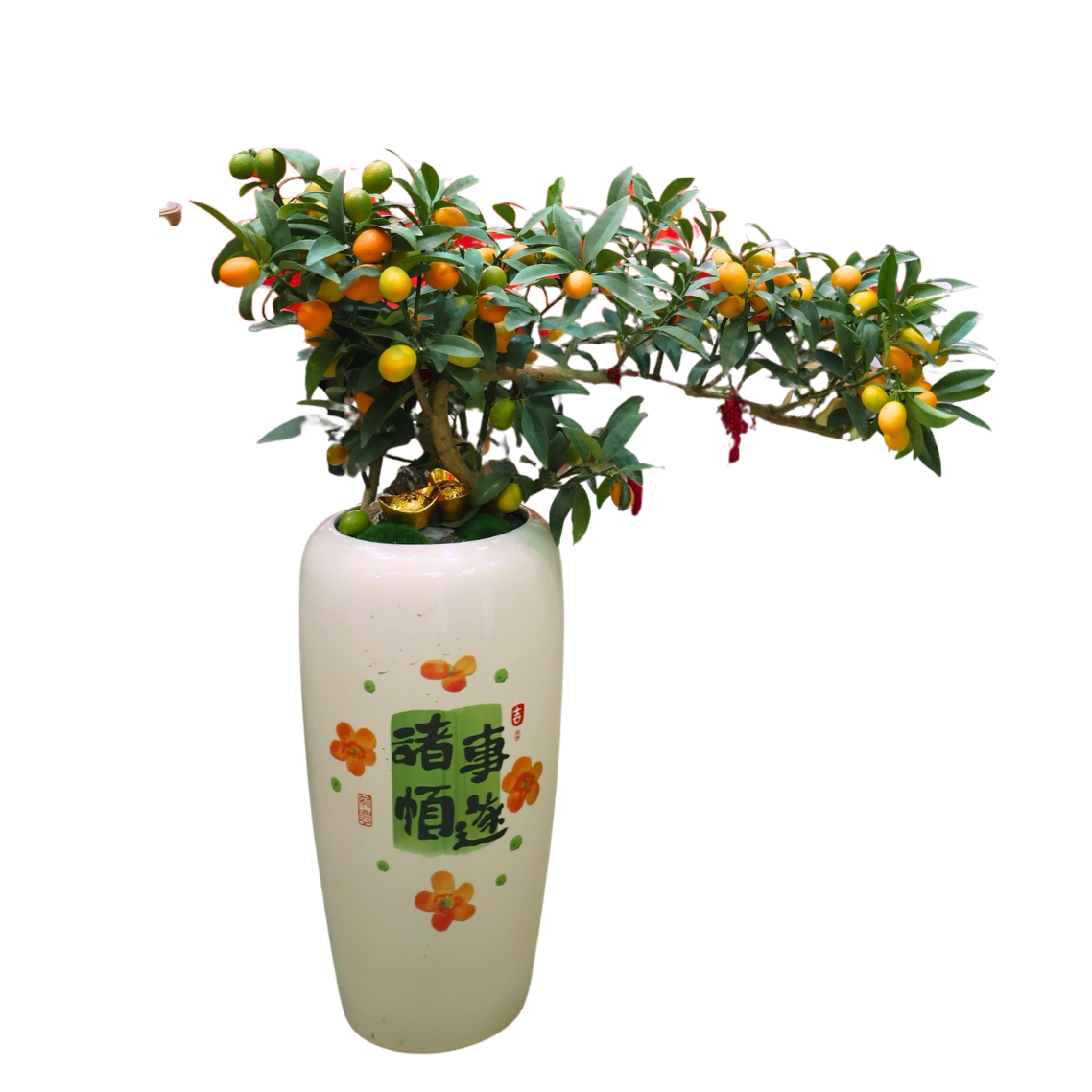 Lime Plant Bonsai Festive Pot