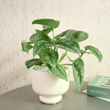 Satin Pothos in Ceramic Pot - Corporate Gifts