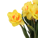 Narcissus Daffodil (Holland)