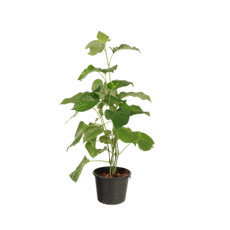 Assorted houseplants in flowerpot.