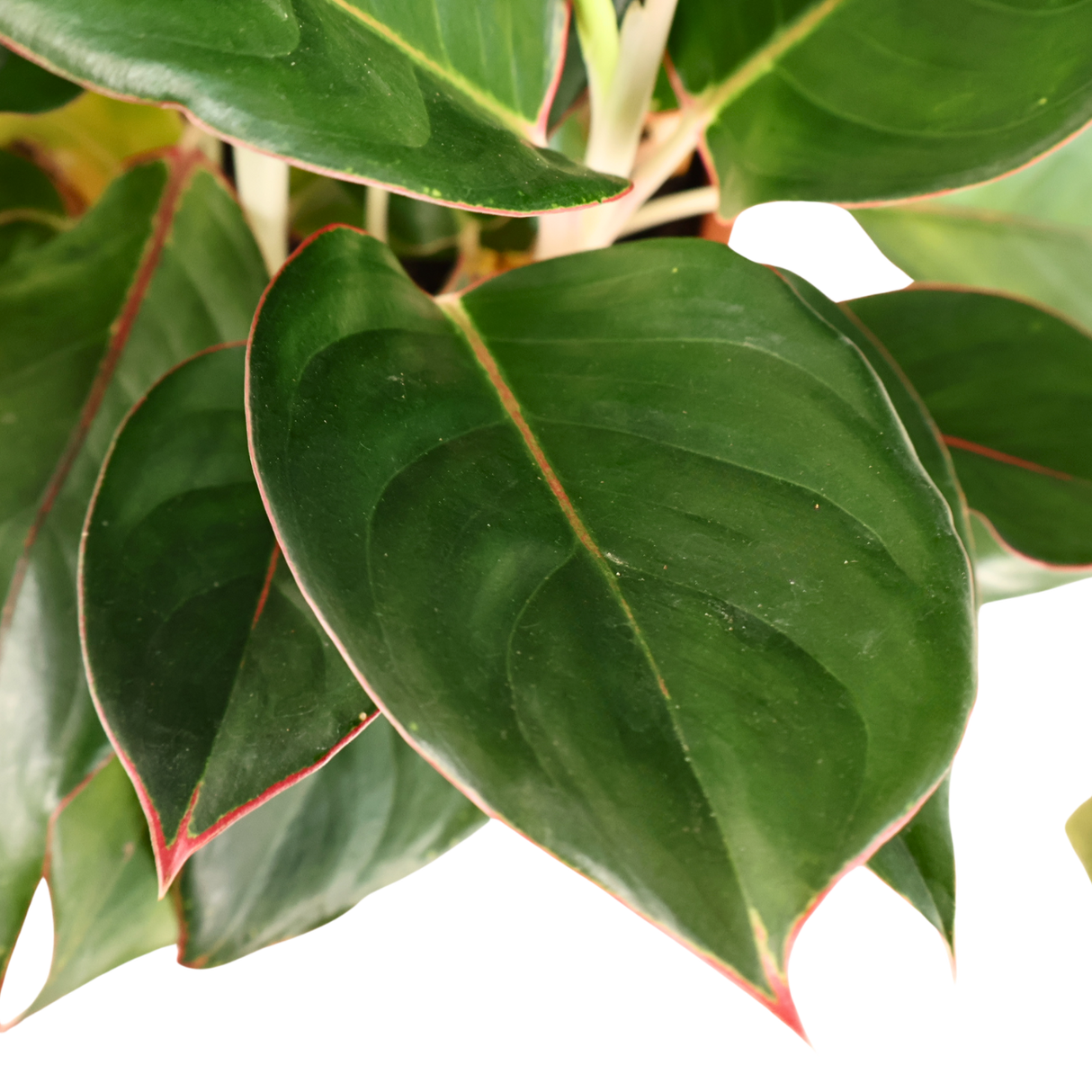 Aglaonema (Chinese Evergreen)