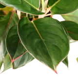 Aglaonema (Chinese Evergreen)