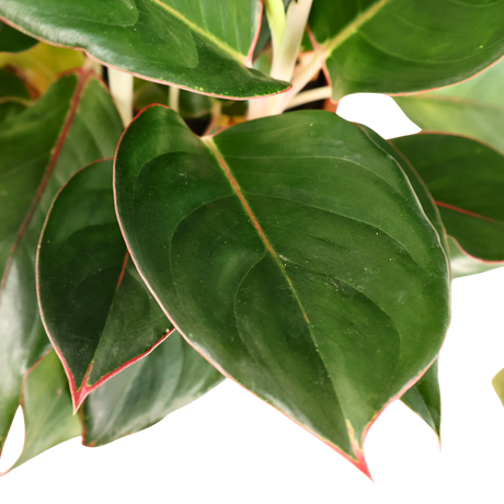 Aglaonema (Chinese Evergreen)