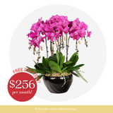 Orchid Phalaenopsis - 8 in 1 Pot