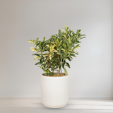 Fagraea Ceilanica (African Jasmine) Variegated in Ceramic Pot