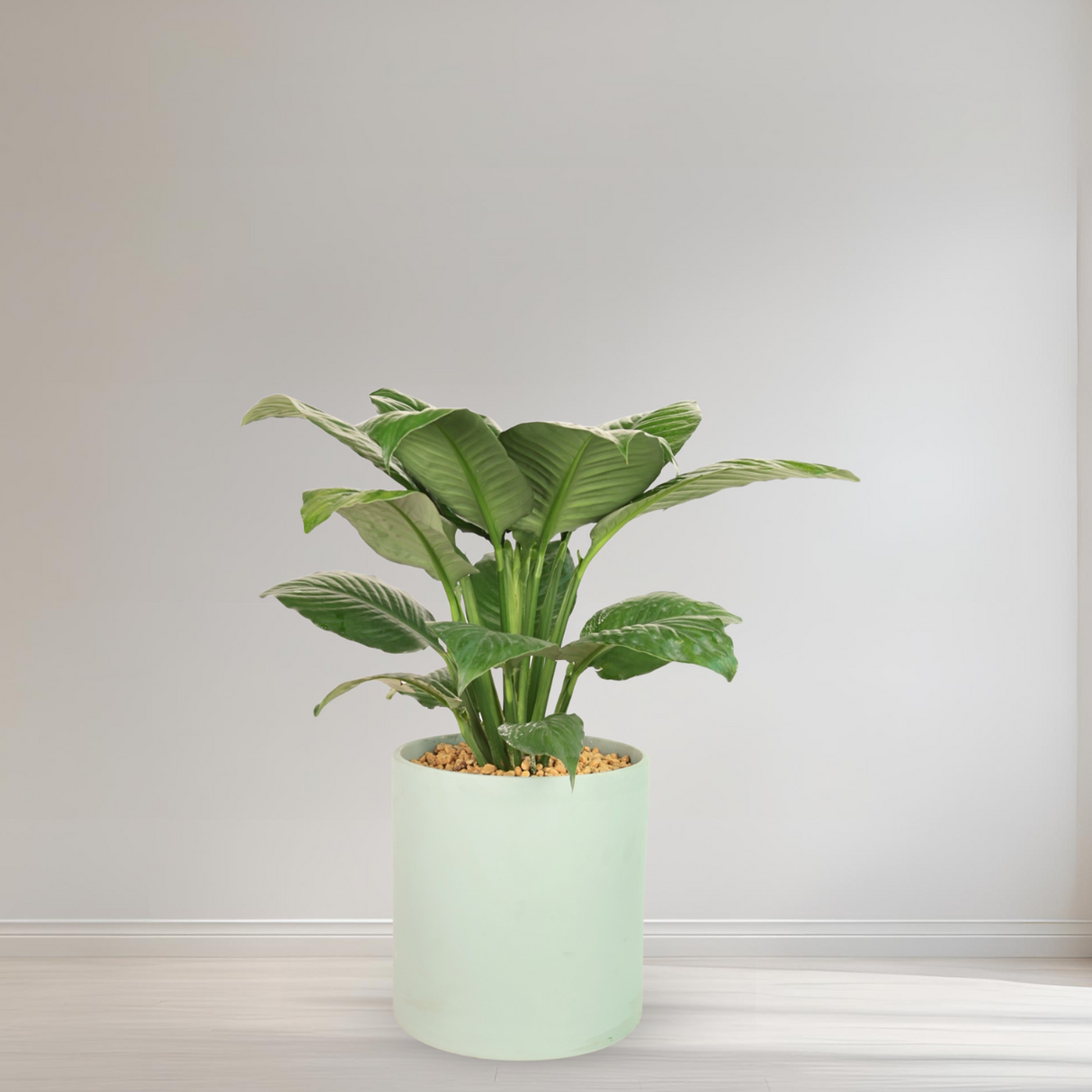 Spathiphyllum (Peace Lily)  in Ceramic Pot