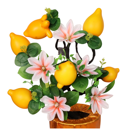 Solanum Fox Space Boutique Plant (五代果)