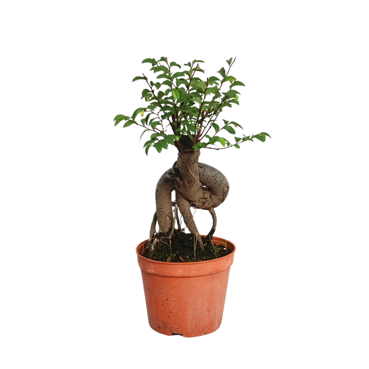Ulmus Parvifolia Bonsai 榆树盆景 (Chinese Elm)