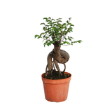 Ulmus Parvifolia Bonsai 榆树盆景 (Chinese Elm)