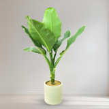 Dieffenbachia Big Ben in Ceramic Pot