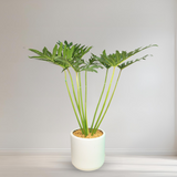 Philodendron in Ceramic Pot