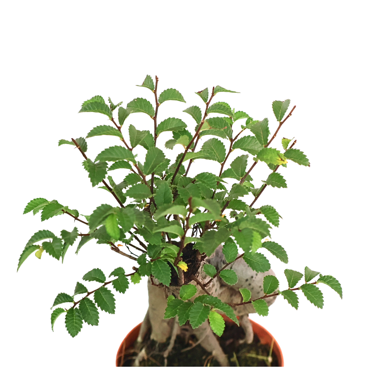 Ulmus Parvifolia Bonsai 榆树盆景 (Chinese Elm)