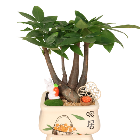 Pachira Plant in Festive Pot (Money Tree 发财树)
