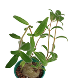 Sinningia Tubiflora (Hardy White Gloxinia)