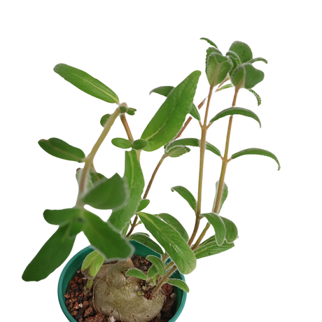 Sinningia Tubiflora (Hardy White Gloxinia)