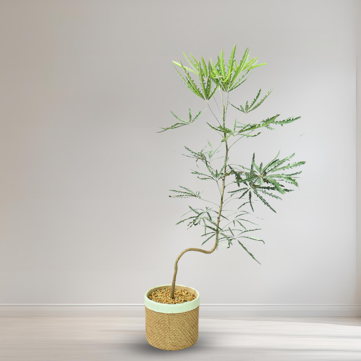 False Aralia (Plerandra elegantissima) in Ceramic Pot