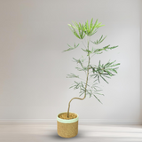 False Aralia (Plerandra elegantissima) in Ceramic Pot