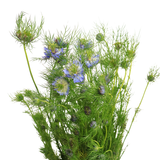 Nigella (China)