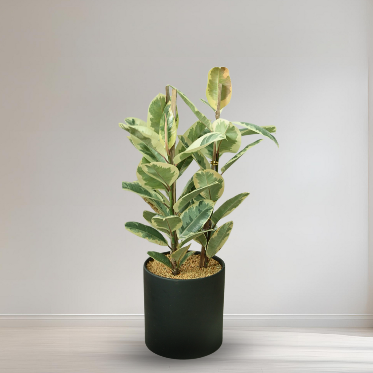 Ficus Elastica in Ceramic Pot