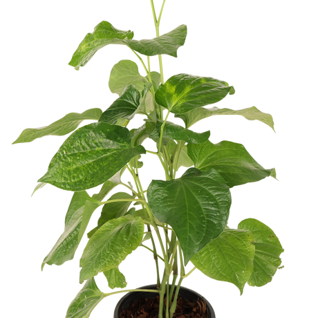 Piper Sarmentosum (Betel Leaf)