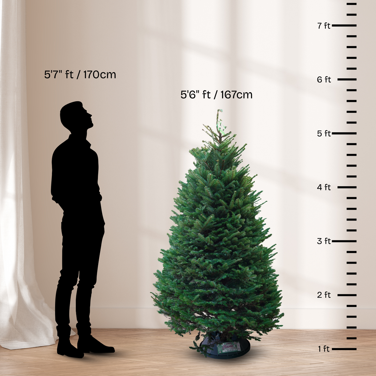 Noble Fir Christmas Tree 5-6FT (USA No.1 Grade)