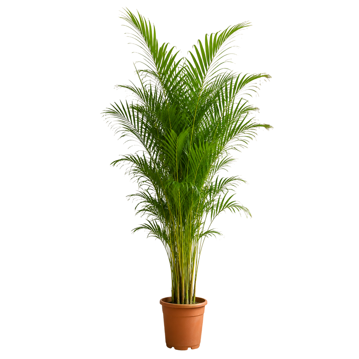 Areca palm (Yellow Palm)