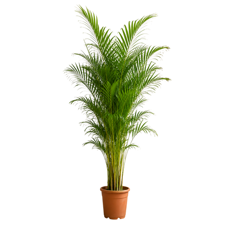 Areca palm (Yellow Palm)