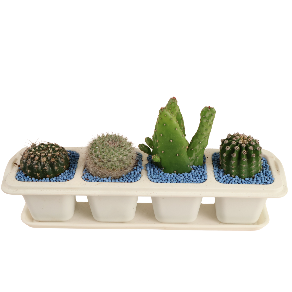 Cactus Plant (4in1)