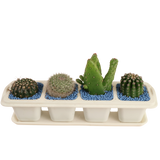 Cactus Plant (4in1)